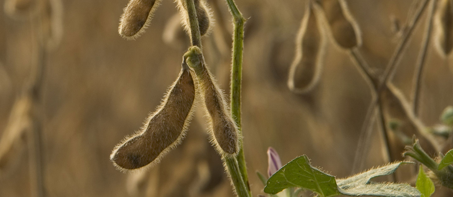 Fungicidas protetores se destacam entre as ferramentas de controle da ferrugem asiática na soja